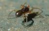Erigoninae inconnu